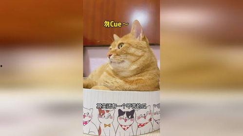 娱乐吃瓜猫,揭秘娱乐圈那些不为人知的幕后故事